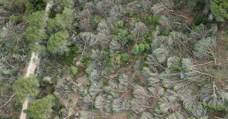 Aturem la C-32 vol mostrar a la ciutadania com està quedant la zona on talen arbres per la C-32
