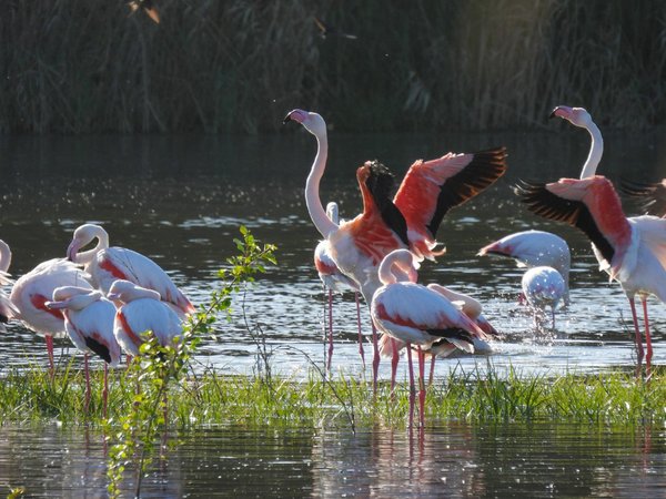 Flamencs al Delta de la Tordera