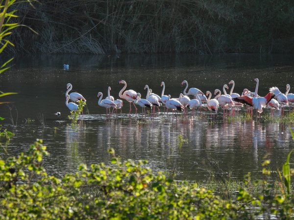 Flamencs al Delta de la Tordera