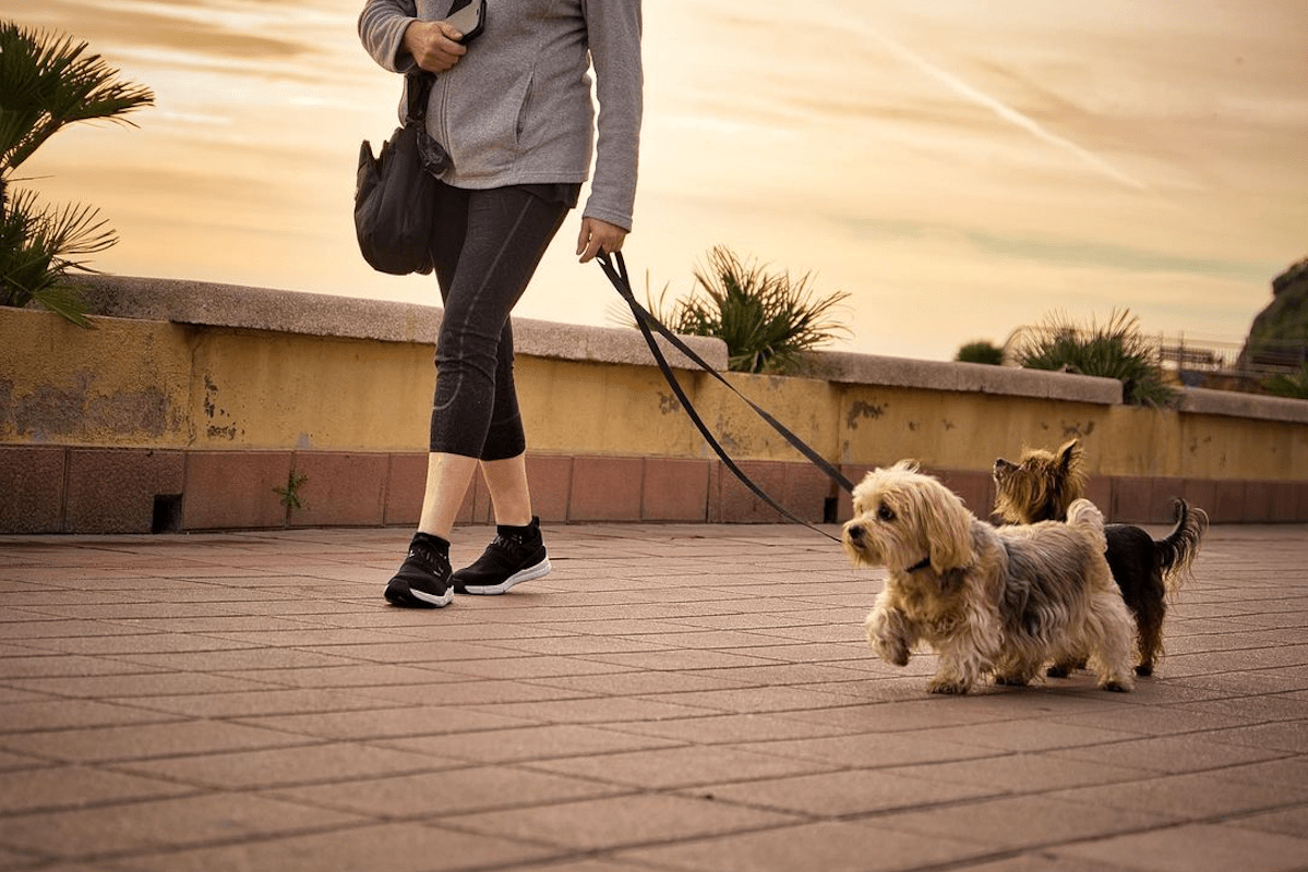 Gossos passejant per Lloret