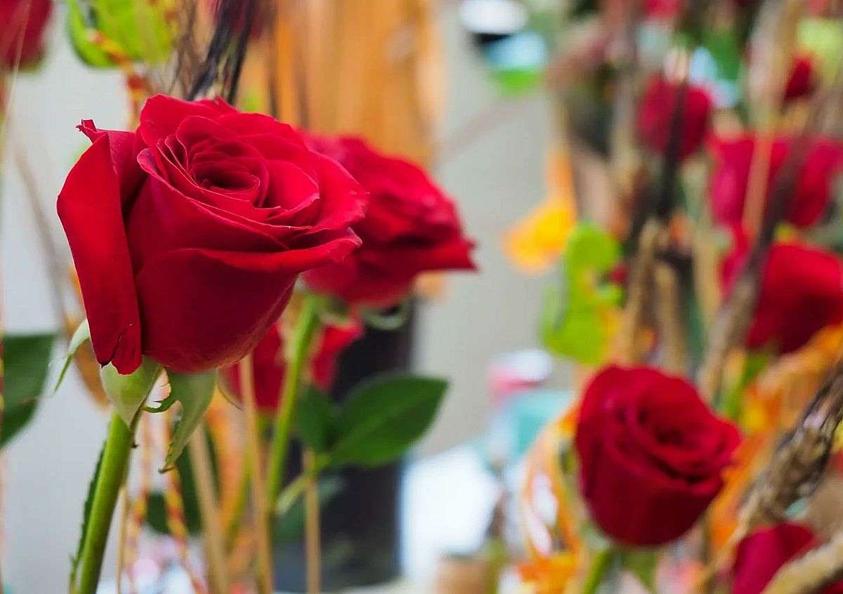 roses
