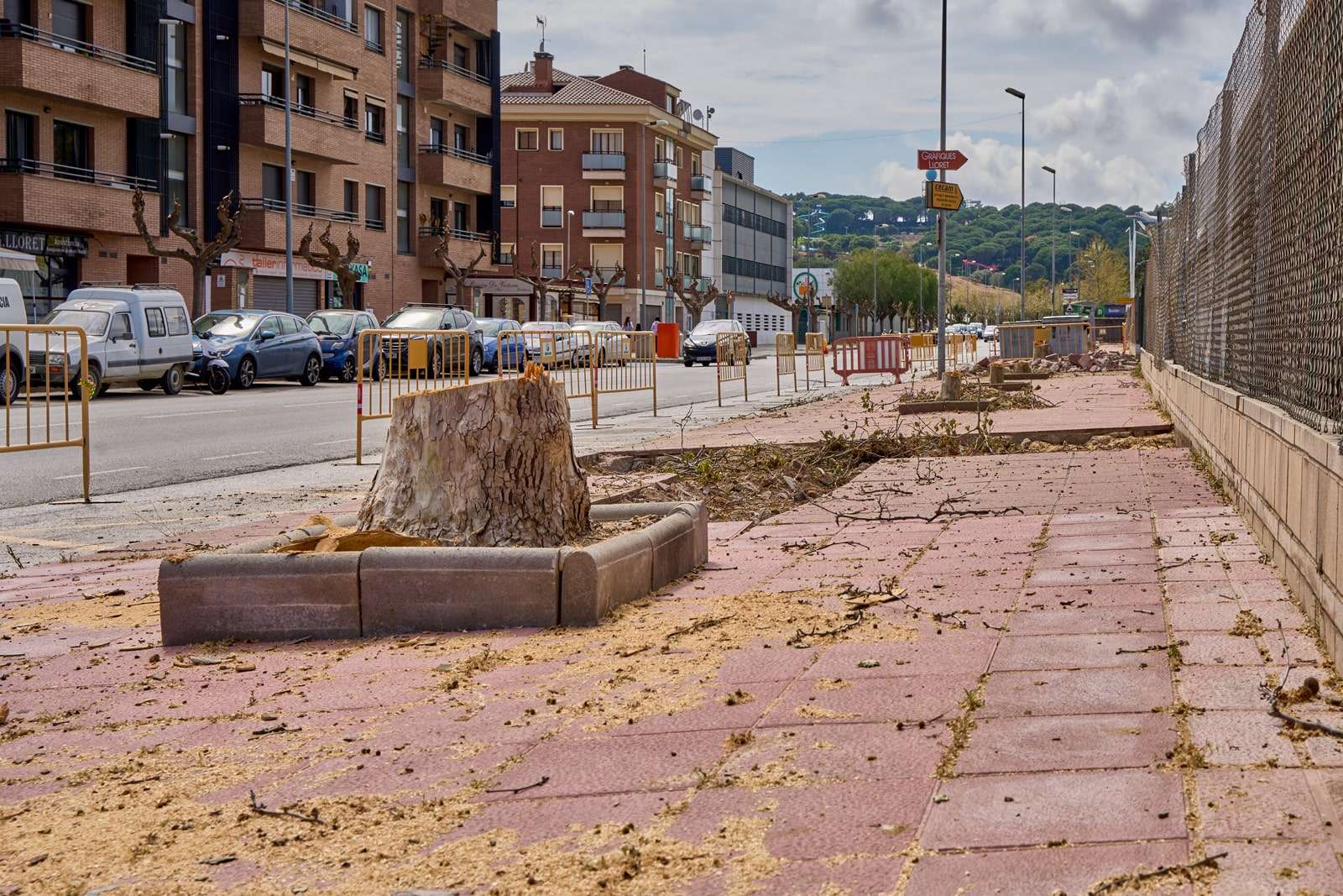 Els arbres talats al Rieral