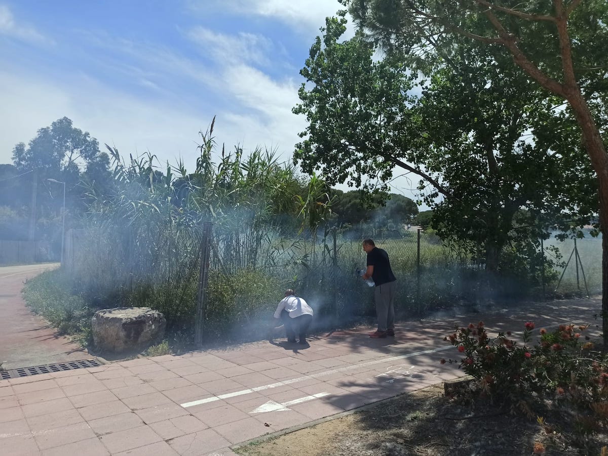 foc