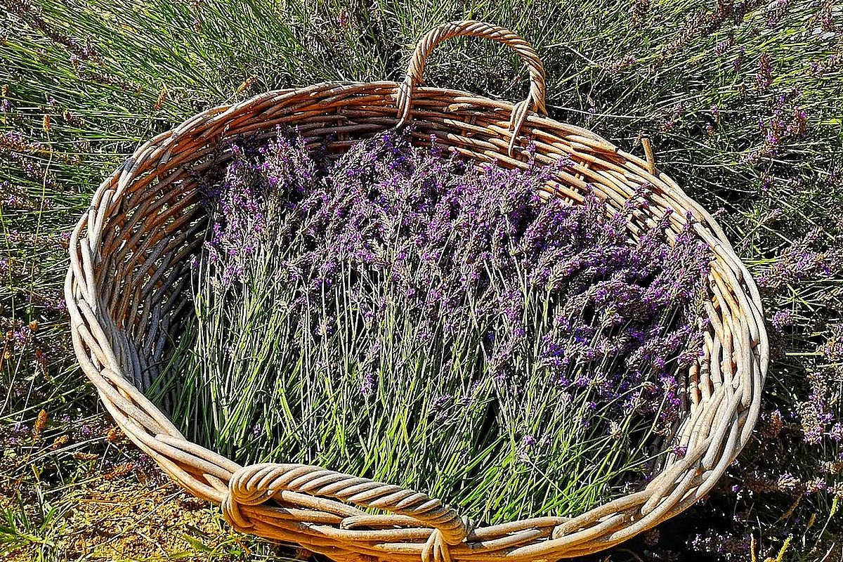 lavanda