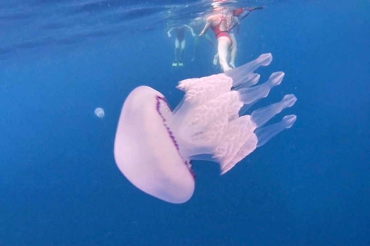 meduses a lloret de mar