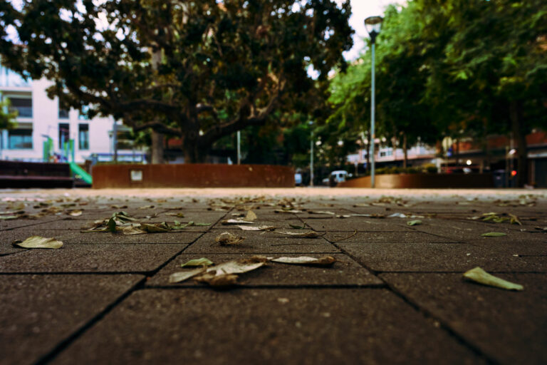 Tardor plaça de la Magnòlia
