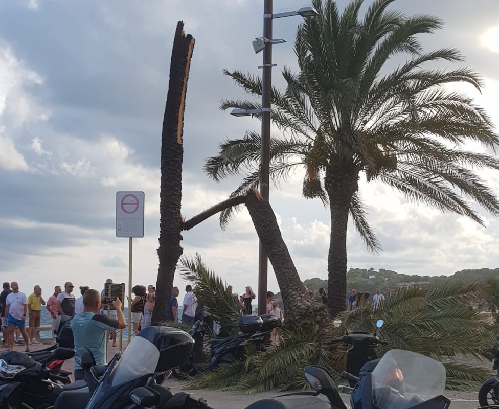 palmera