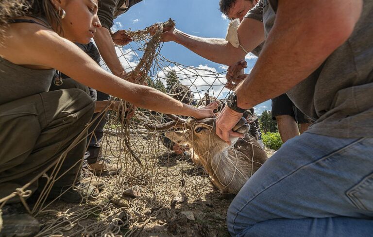 Feines de captura pel trasllat dels primers herbíbors de Naturlandia al Santuari Wild Forest. Instal·lacions de Naturlandia d'Andorra, 10 de juny de 2021.