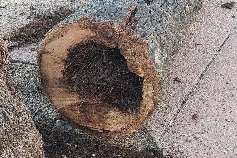 una de les palmeres tallades a Lloret
