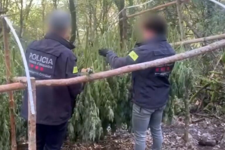 Dos agents desmantellant una de les plantacions (Mossos d'Esquadra)
