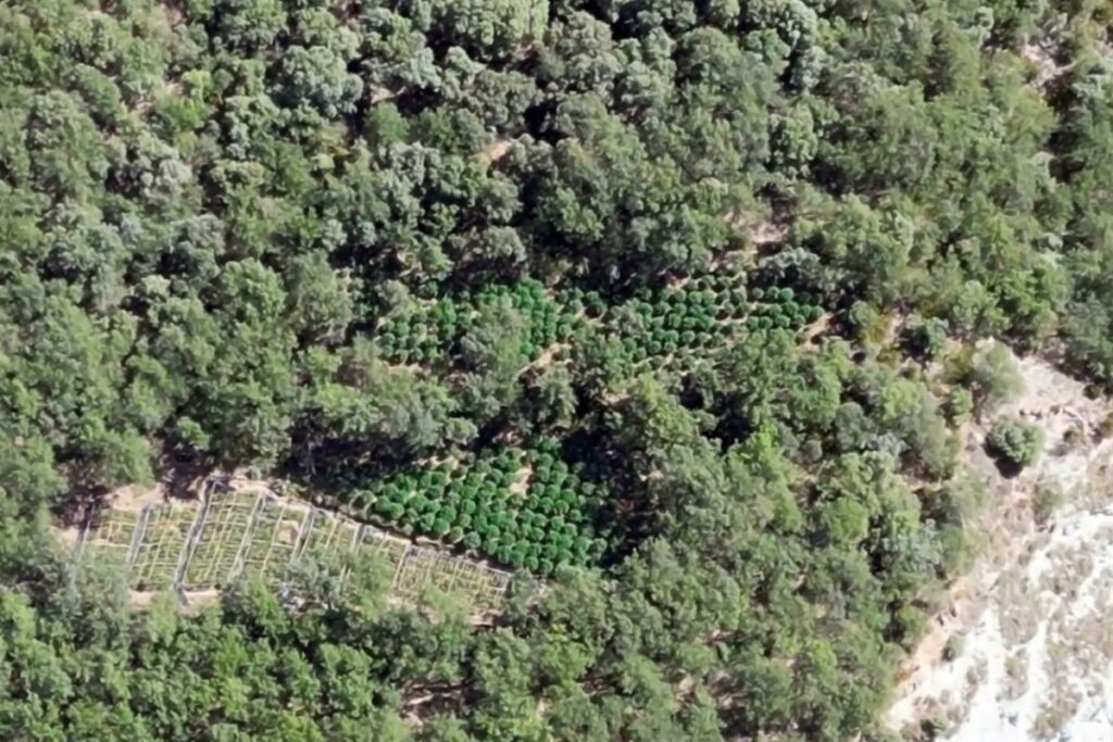Captura d'imatge d'una de les plantacions de marihuana (Mossos d'Esquadra)