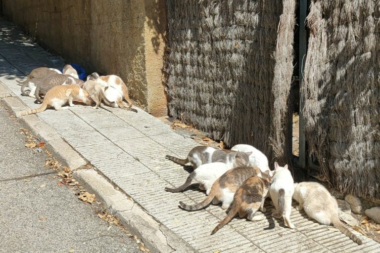 Gats del carrer a Lloret de Mar (APASC)