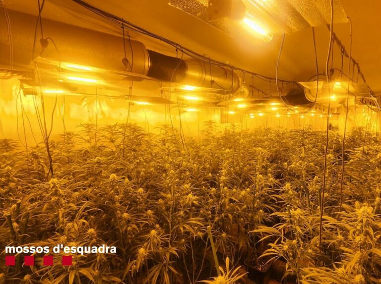 Les plantes de marihuana intervingudes a Lloret.