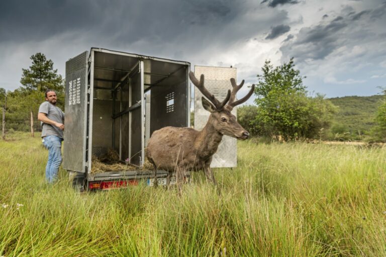 Un dels animals traslladats a 'L'últim viatge' (Oscar Rodbag)