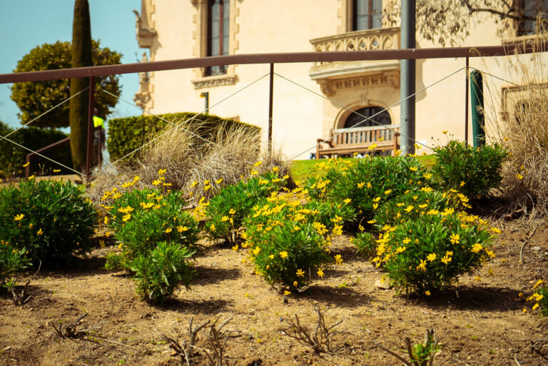 Flors al jardí exterior de Can Saragossa