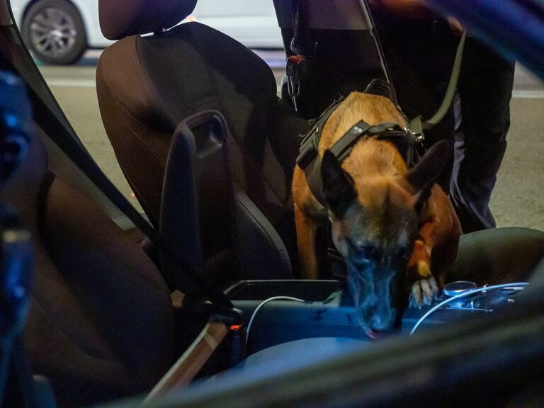 Un gos de la Unitat canina de Lloret