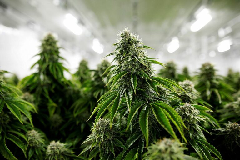 plantacio de marihuana
