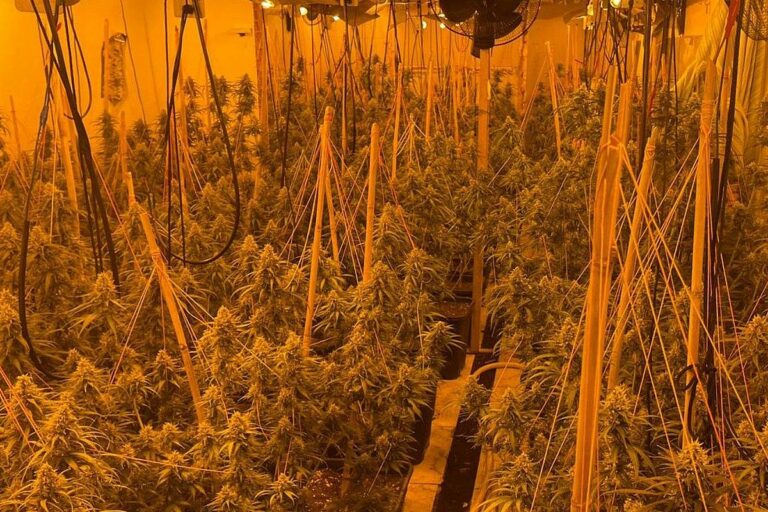 marihuana comissada a Maçanet ACN