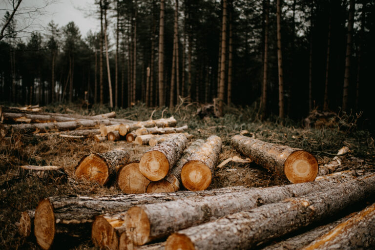 Tala d'arbres ia