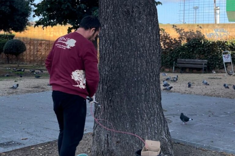 320 pins de Lloret reben el tractament per neutralitzar els efectes de l’eruga processionària