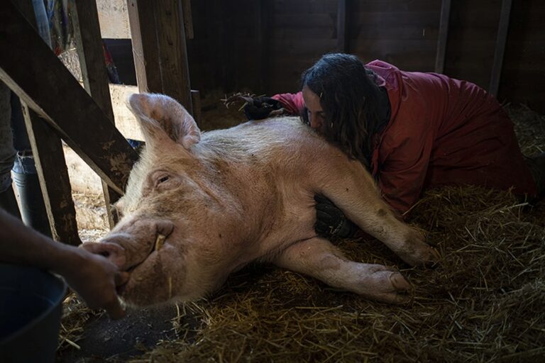 La Casa de la Cultura acull una mostra sobre el rescat d’animals de granja