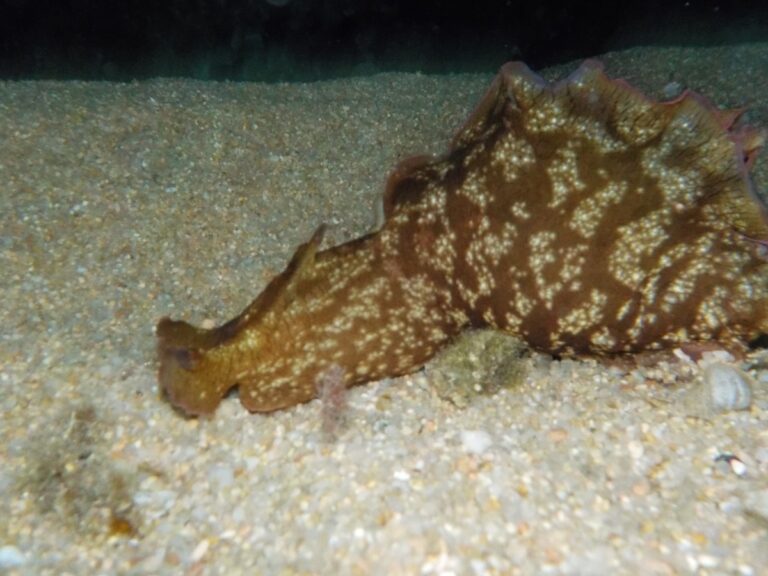 especie que es veu amb esnorkel nocturn