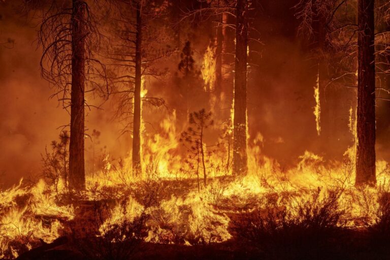 Un incendi forestal (National Geographic)