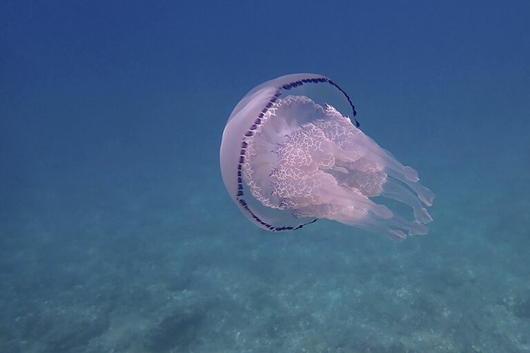 medusa maria carme bernat dijous passat sa caleta