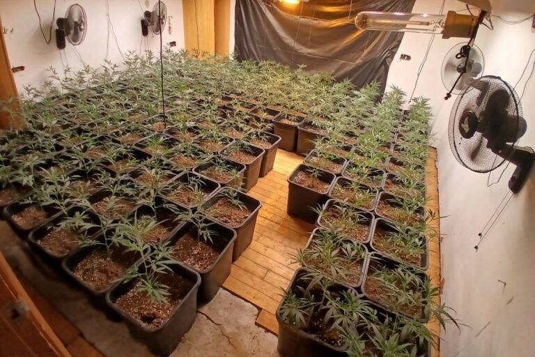 La plantació de marihuana (ACN - Mossos d'Esquadra)