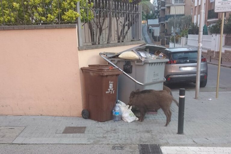 Un porc senglar remenant les escombraries a Lloret