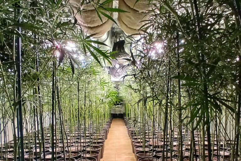 uns de les estances amb marihuana