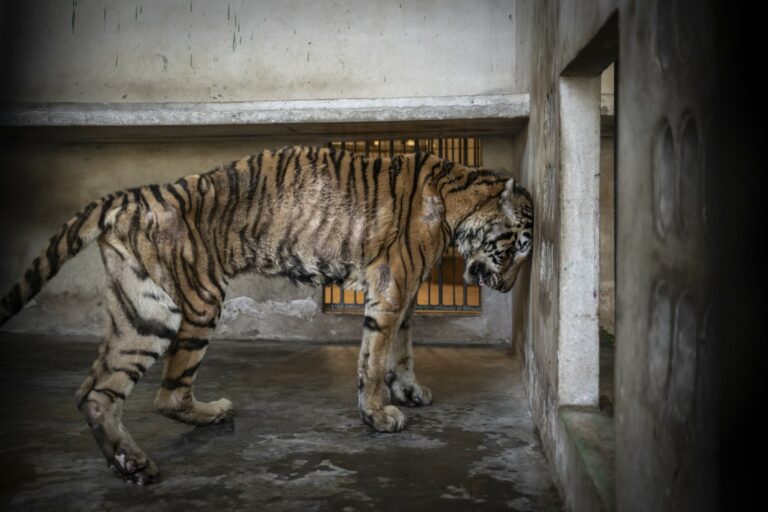 'Breeding Machine', premi MontPhoto 2025 (Amy Jones)