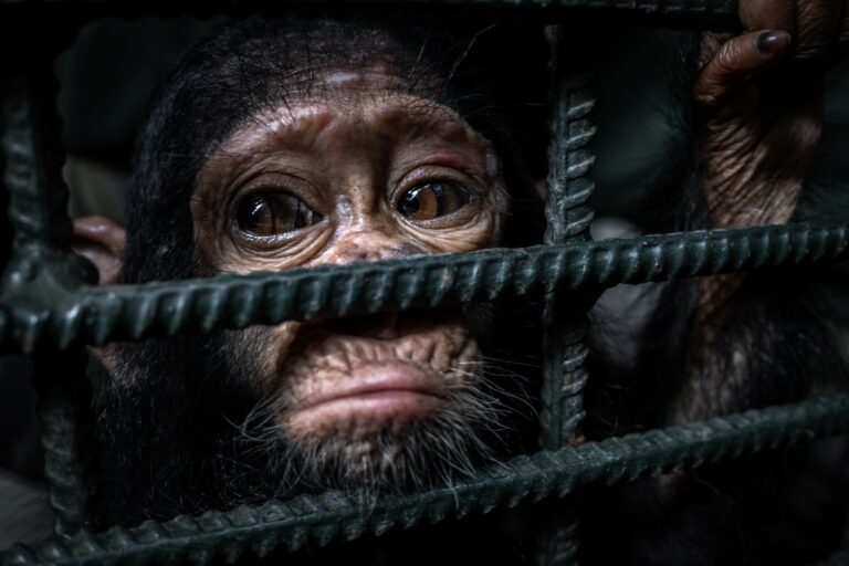 'The Saddest Look' (Gerard Carbonell)