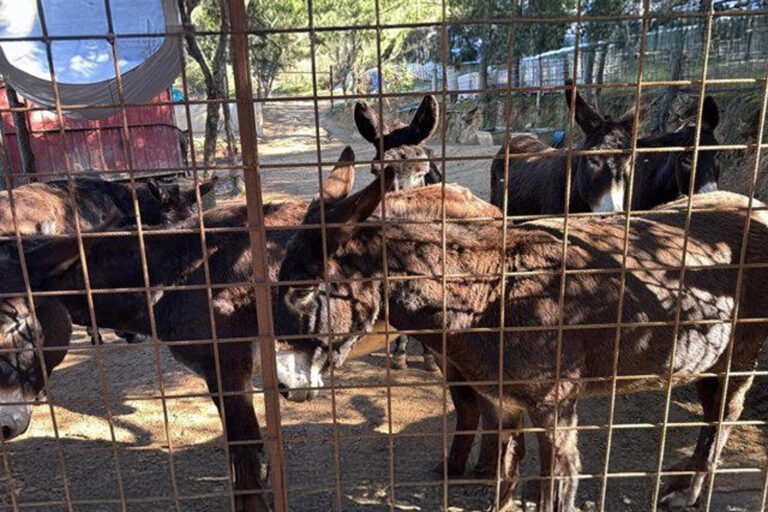burros PACMA