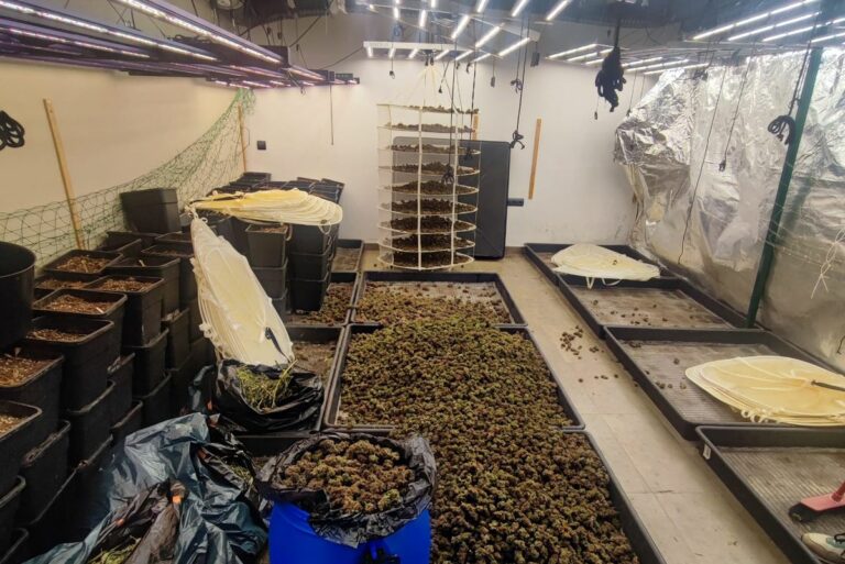 marihuana confiscada