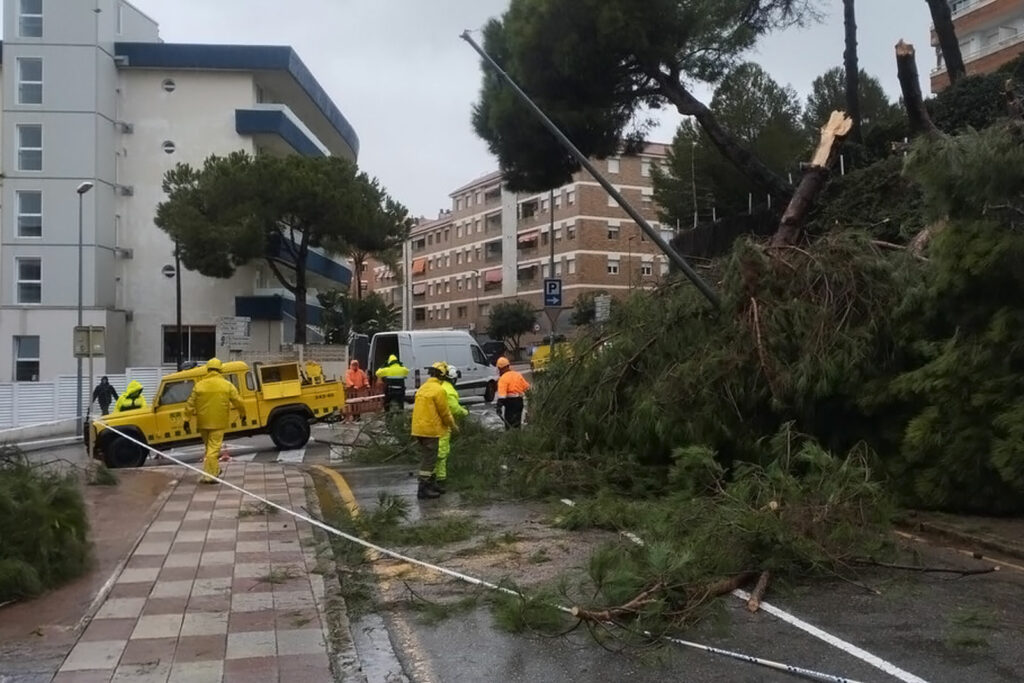 Un arbre va caure a Fenals (ADF)