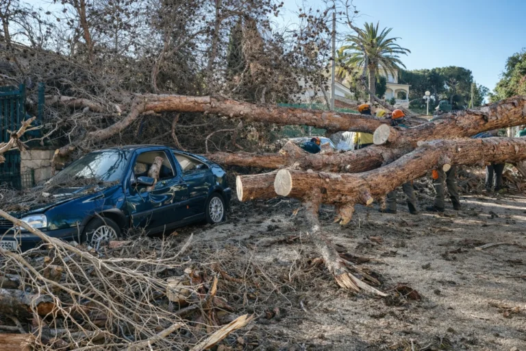 Un cotxe aixafat per un arbre a Lloret de Dalt (Policia Local de Lloret de Mar)