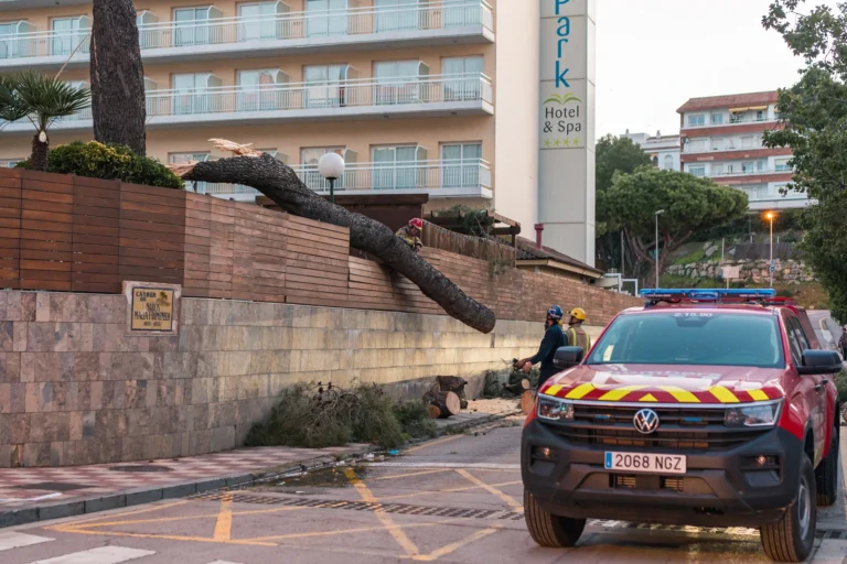 Un arbre caigut aquesta nit, a l'avinguda Amèrica