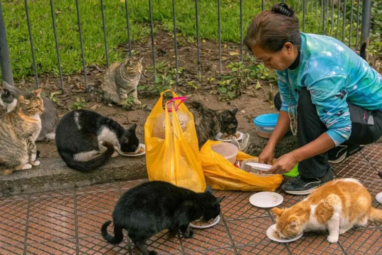 Recollida d’aliments, productes i estris pels gats de l’associació Sa Gatonera de Blanes