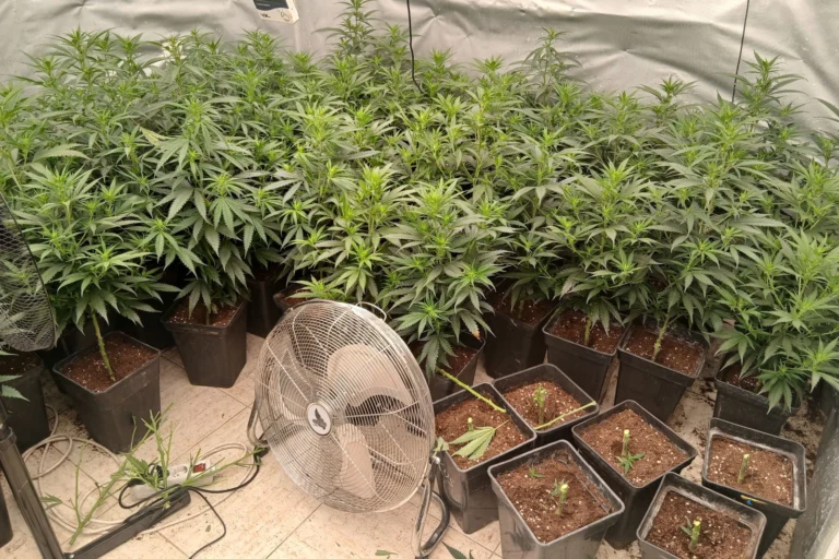 les plantes de marihuana intervingudes pels Mossos