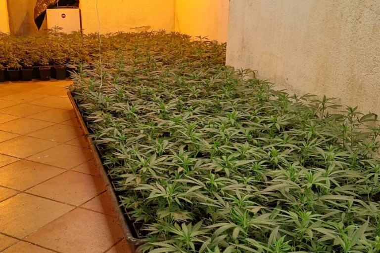 plantacio marihuana acn
