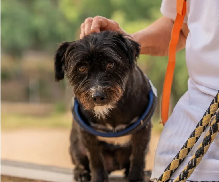 Preparar les mascotes amb temps, clau per afrontar els petards de Sant Joan