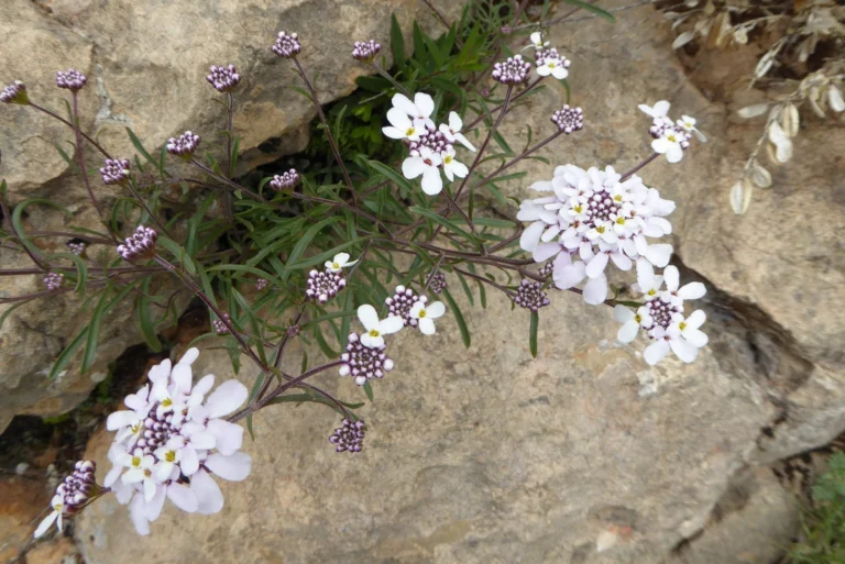 flor viudetes