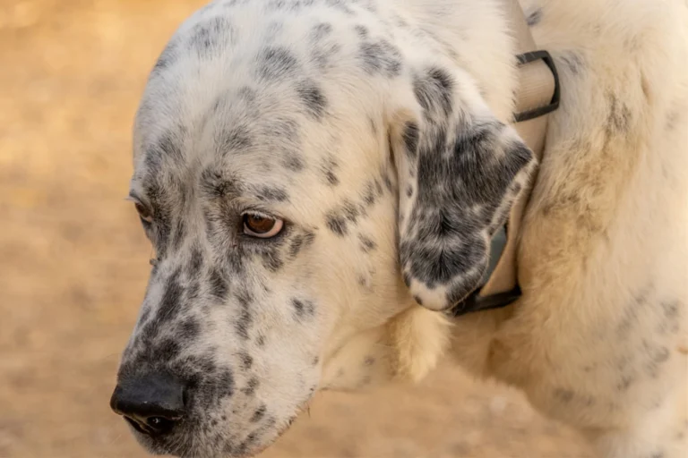 Els veterinaris alerten del risc de cops de calor en mascotes