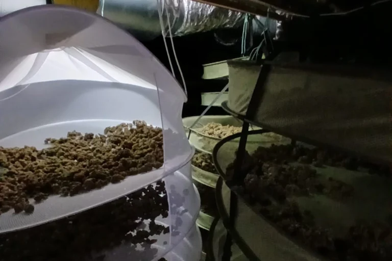 plantacio-marihuana-twitter-Mossos-1