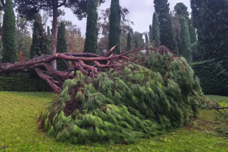 Un dels arbres caiguts als Jardins de Santa Clotilde