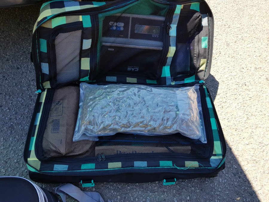 Una de les maletes plena de capdells de marihuana