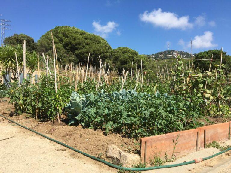 Obert el termini per sol·licitar un dels 57 horts urbans que hi ha al municipi