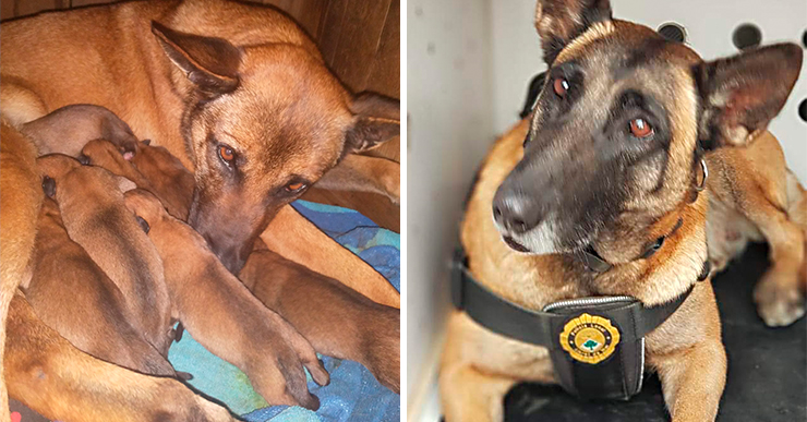 La Unitat Canina de la Policia Local dona la benvinguda als cadells de la Mia i està a punt d’acomiadar la Nala