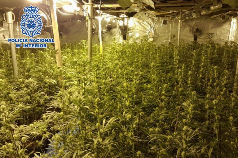 La plantacio de marihuana (Policia Nacional)